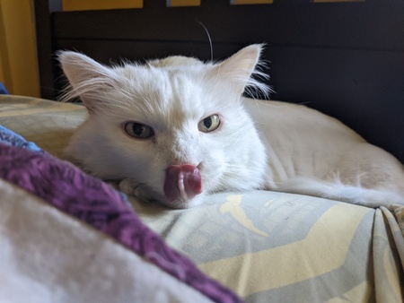 Entry image for Apollo. Clicking this image will show a larger photo