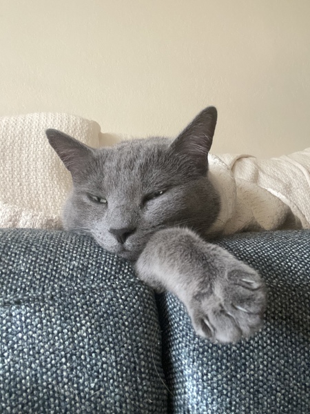 Entry image for Lady. Clicking this image will show a larger photo