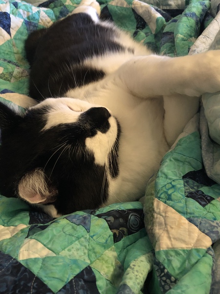 Entry image for BB (Blackbeard). Clicking this image will show a larger photo