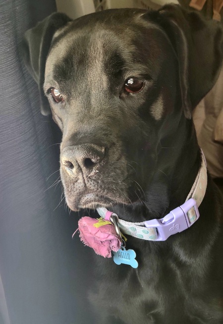 Entry image for Denali. Clicking this image will show a larger photo