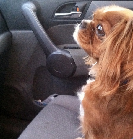 Entry image for Daisy. Clicking this image will show a larger photo