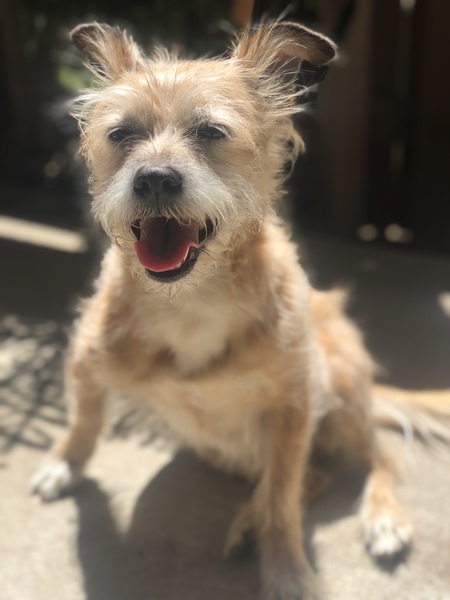 Entry image for Pip. Clicking this image will show a larger photo