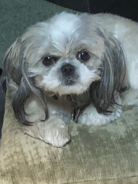 Entry image for Missy. Clicking this image will show a larger photo