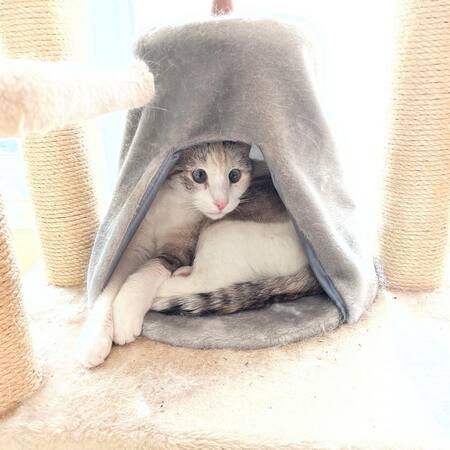 Entry image for Lily . Clicking this image will show a larger photo