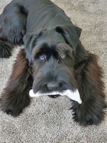 Entry image for Bodhi. Clicking this image will show a larger photo