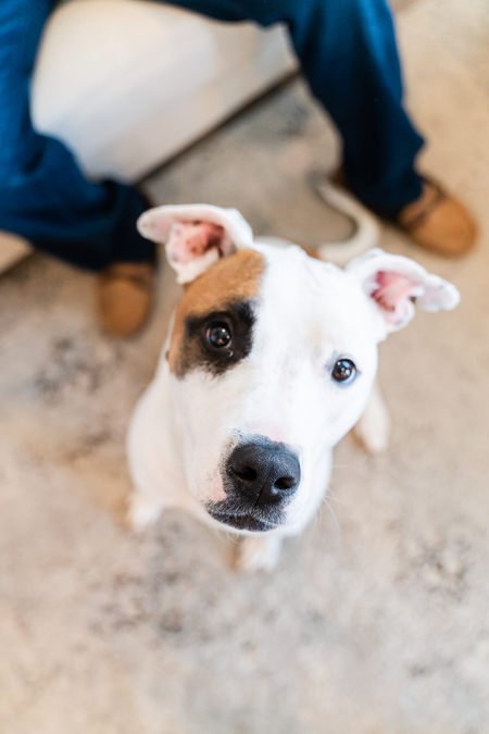 Entry image for Harley. Clicking this image will show a larger photo