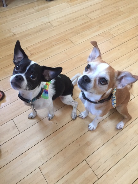 Entry image for Porkchop & Eugene. Clicking this image will show a larger photo