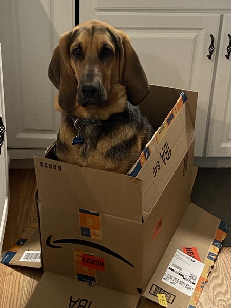 Entry image for Puddin’. Clicking this image will show a larger photo