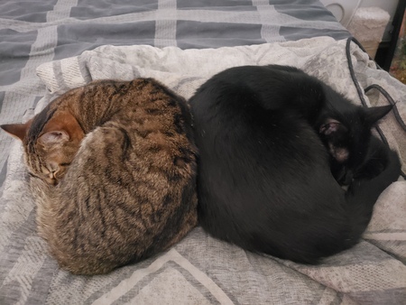 Entry image for Kiki, Vader. Clicking this image will show a larger photo