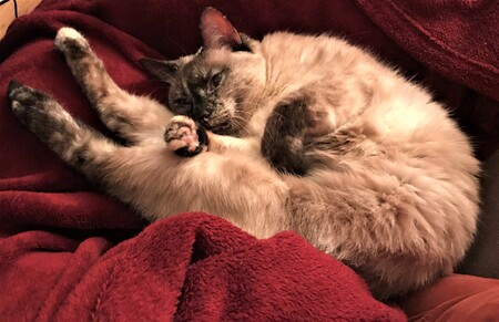 Entry image for Gracie. Clicking this image will show a larger photo