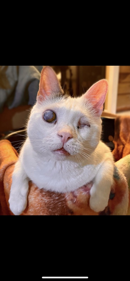 Entry image for Oliver. Clicking this image will show a larger photo