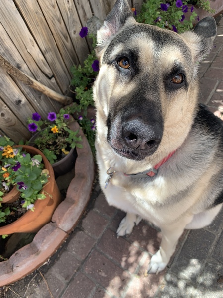 Entry image for Teddy. Clicking this image will show a larger photo