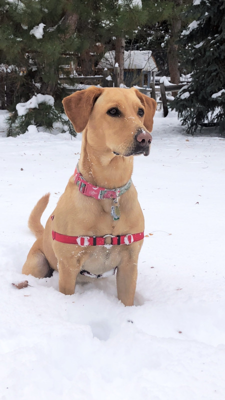 Entry image for Tess. Clicking this image will show a larger photo