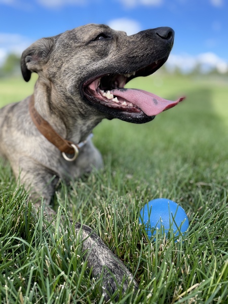 Entry image for Avery. Clicking this image will show a larger photo