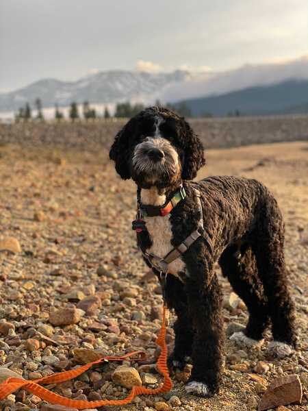 Entry image for Murphy. Clicking this image will show a larger photo