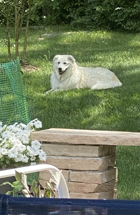 Entry image for Annie . Clicking this image will show a larger photo