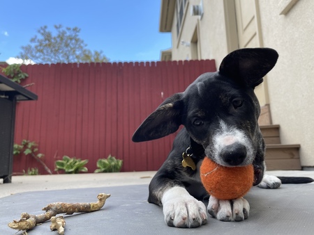 Entry image for Mavis. Clicking this image will show a larger photo