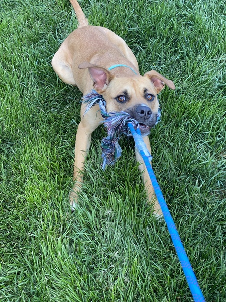 Entry image for Phoebe. Clicking this image will show a larger photo