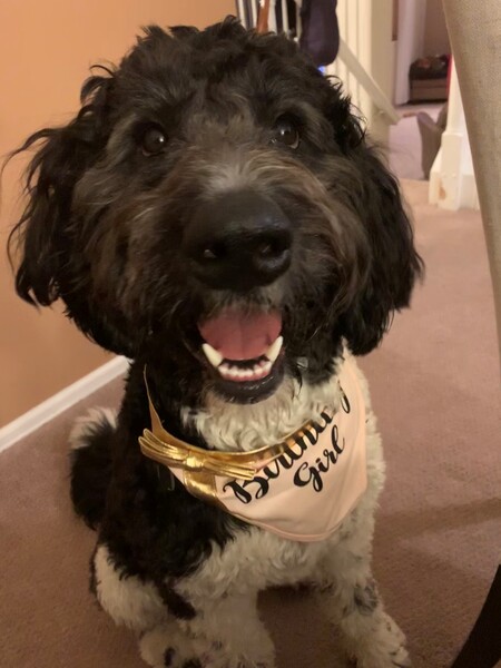 Entry image for Maisy. Clicking this image will show a larger photo