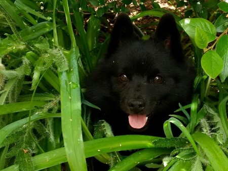 Entry image for Pip. Clicking this image will show a larger photo