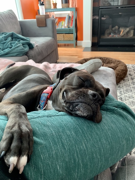 Entry image for Rose . Clicking this image will show a larger photo