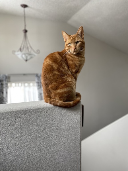 Entry image for Jaspurr Bartholomew Clawhauser. Clicking this image will show a larger photo