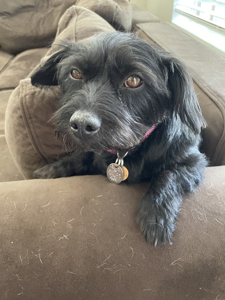 Entry image for Stella. Clicking this image will show a larger photo