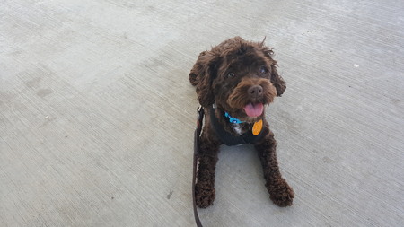 Entry image for Lily. Clicking this image will show a larger photo