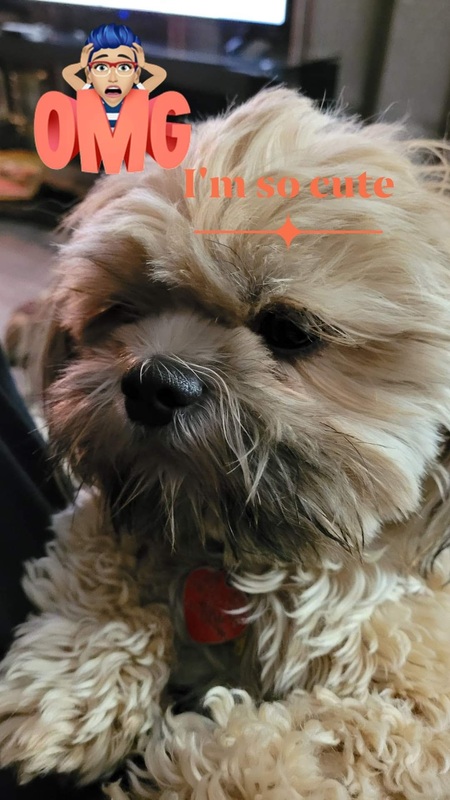 Entry image for Yoda. Clicking this image will show a larger photo