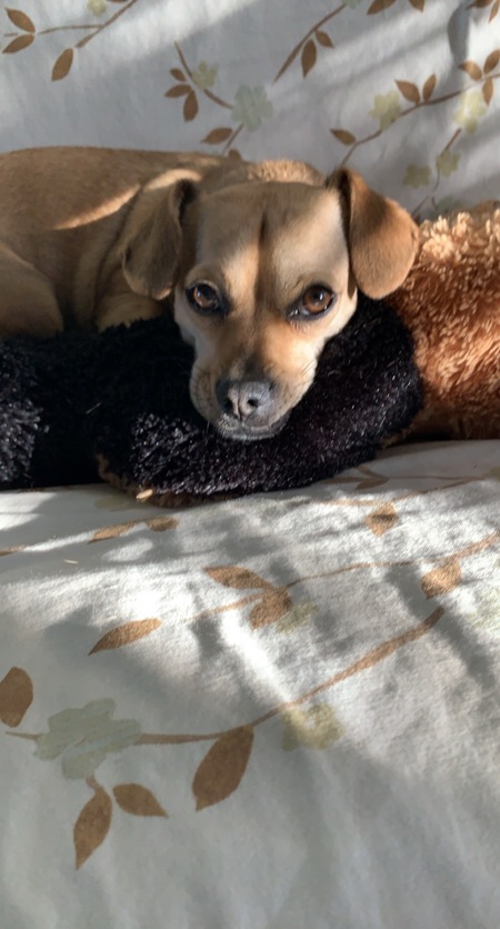 Entry image for Lola. Clicking this image will show a larger photo