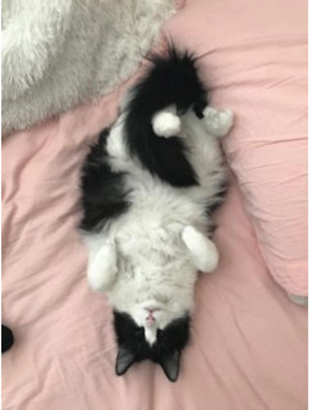 Entry image for Rudy. Clicking this image will show a larger photo