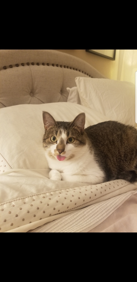 Entry image for Bonnie. Clicking this image will show a larger photo