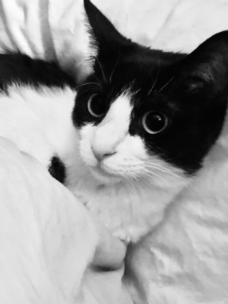 Entry image for Phryne. Clicking this image will show a larger photo