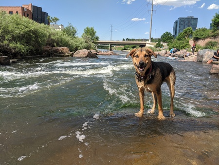 Entry image for Bucky. Clicking this image will show a larger photo