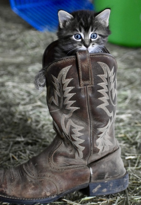 Entry image for Neville. Clicking this image will show a larger photo