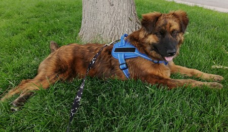 Entry image for Luna. Clicking this image will show a larger photo