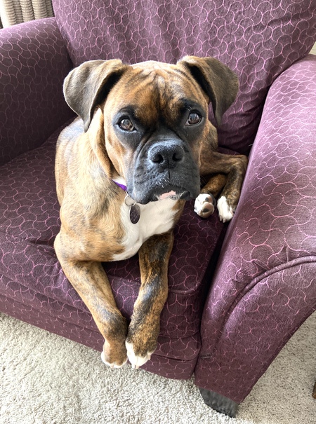 Entry image for Jasmine. Clicking this image will show a larger photo