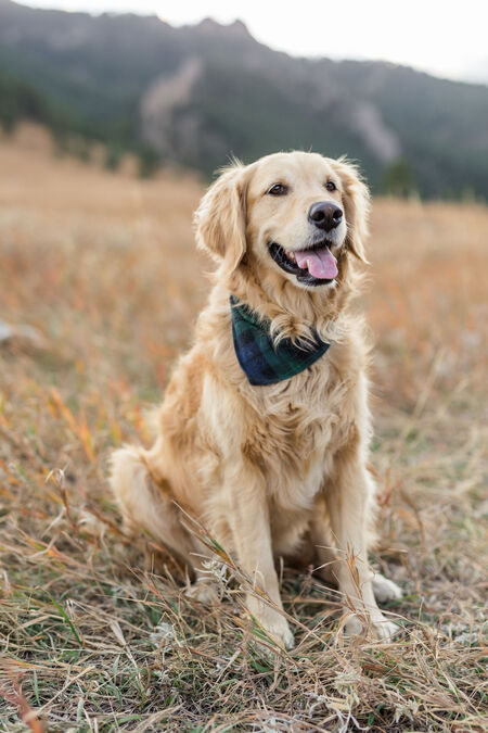 Entry image for Sophie . Clicking this image will show a larger photo