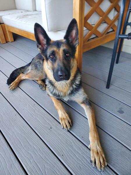 Entry image for Kasha. Clicking this image will show a larger photo