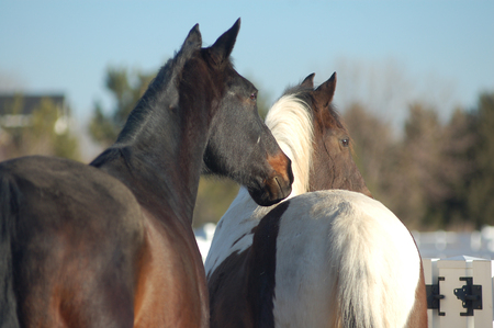 Easy Street and Bella