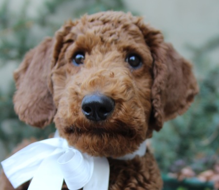 Entry image for Snicker. Clicking this image will show a larger photo