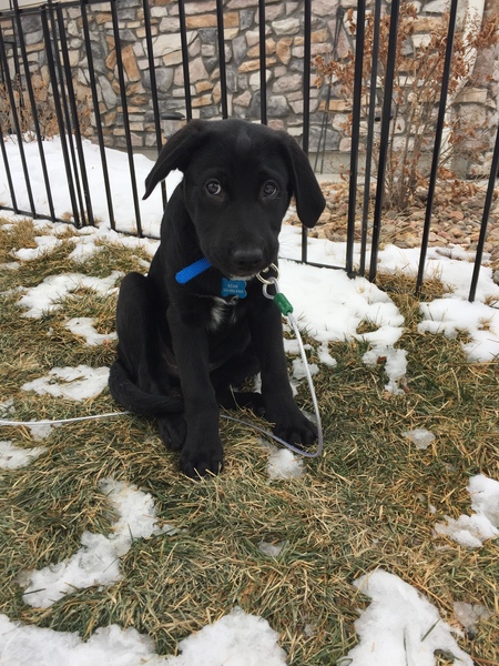 Entry image for Bear. Clicking this image will show a larger photo