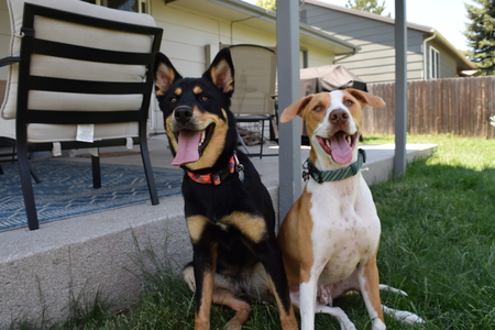 Entry image for Luna and Chase. Clicking this image will show a larger photo