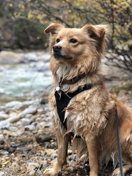 Entry image for Eevee. Clicking this image will show a larger photo