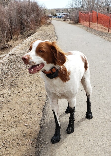 Entry image for Gunner Blue. Clicking this image will show a larger photo