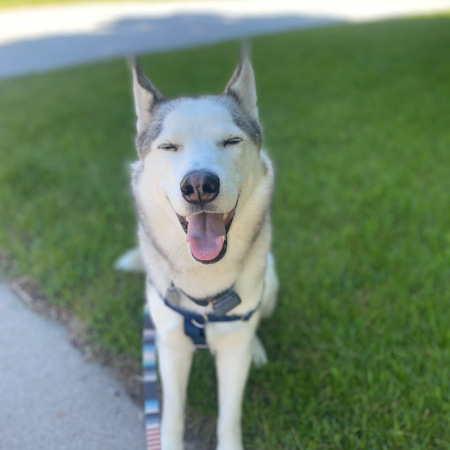 Entry image for Saber. Clicking this image will show a larger photo