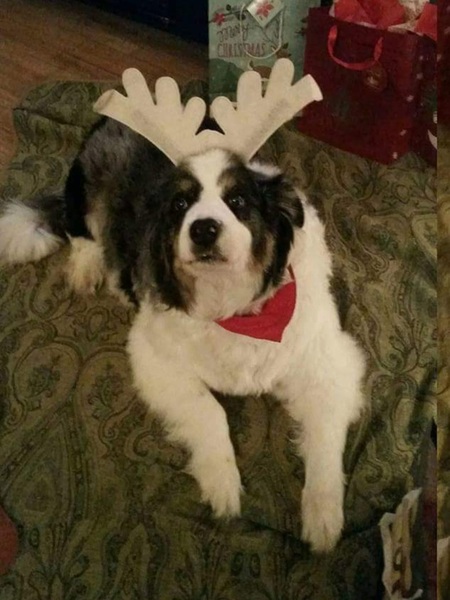 Entry image for Popeye. Clicking this image will show a larger photo