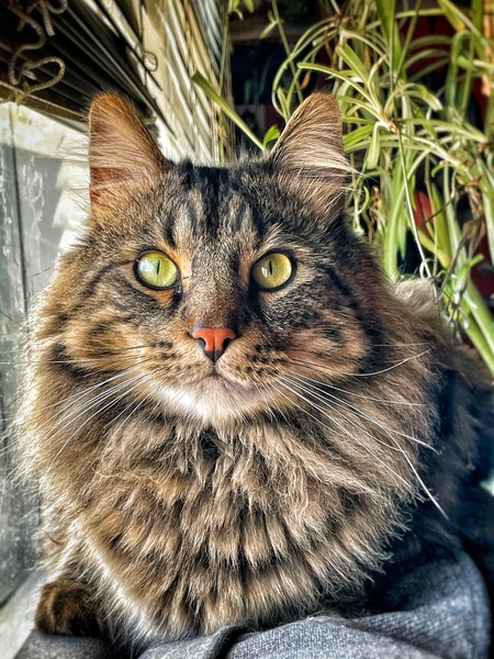 Entry image for Remy. Clicking this image will show a larger photo