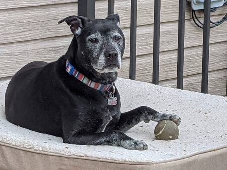 Entry image for Bradley. Clicking this image will show a larger photo