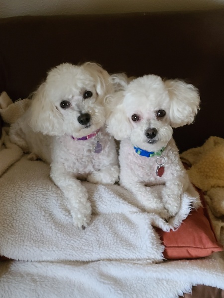 Entry image for Ginger & Zoey. Clicking this image will show a larger photo